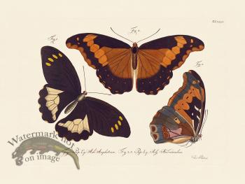 Jablonsky Butterfly 034